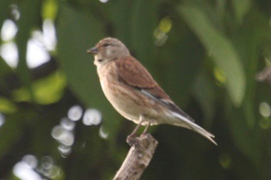 Common Linnet