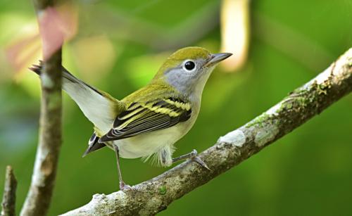 Chestnut-sided Warbler