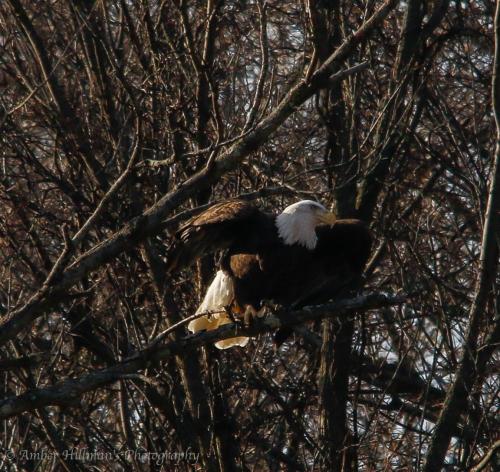 Bald Eagle