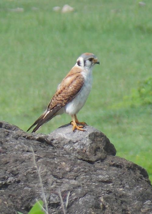 American Kestrel