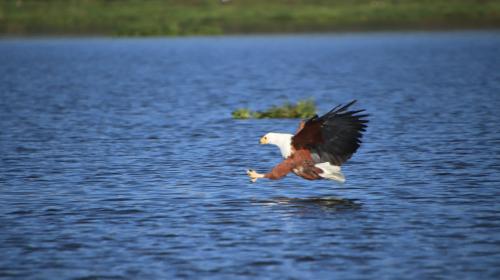 African Fish Eagle
