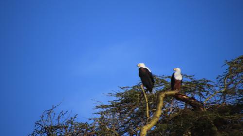 African Fish Eagle