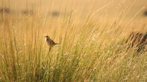 Tiny Cisticola