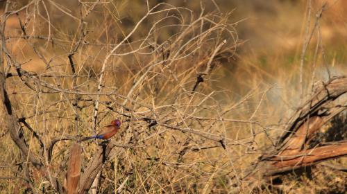 Violet-eared Waxbill