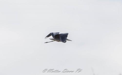 Grey Heron