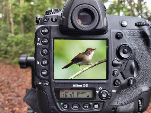 Scaly-crowned Babbler