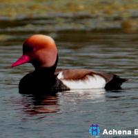 Achena Bhromon