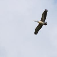 Dhruv Photography